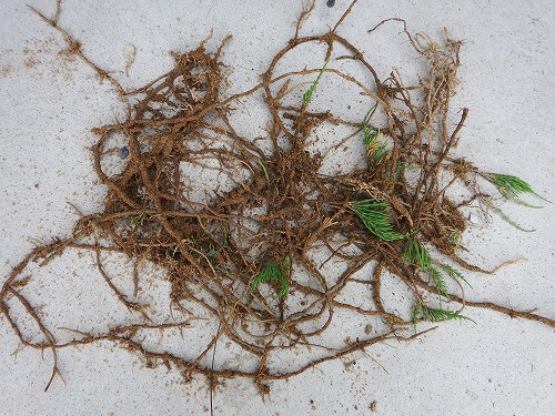 スギナなどの地下茎タイプに注意 わたしが行っている雑草への対処方法 とりあえずやってみよう の素人diy