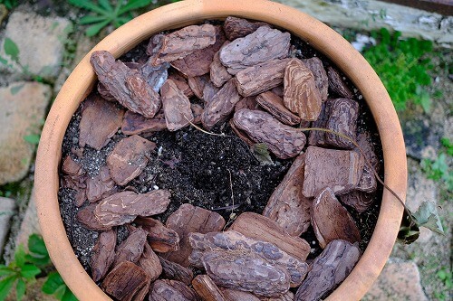 家庭菜園で最恐の害虫 コガネムシ のヤバさと対処方法 とりあえずやってみよう の素人diy
