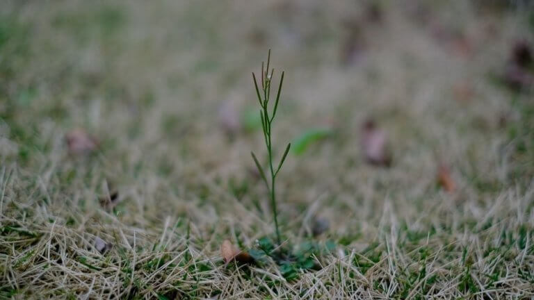 芝生に小さい豆みたいな雑草が大量に生えて来て、1,000個以上の豆を飛ばしまくる春 とりあえずやってみよう！の素人DIY