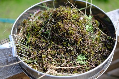 お庭に湧いてくるコケの除去と対策の方法 コケやイシクラゲの発生抑制は土壌改良が効果抜群 とりあえずやってみよう の素人diy